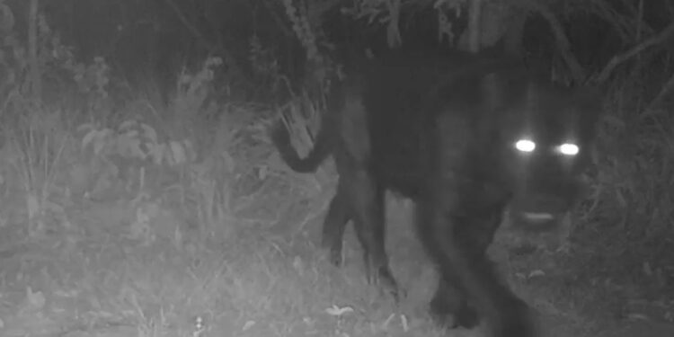 Onça-preta aparece pela primeira vez em reserva no Cerrado