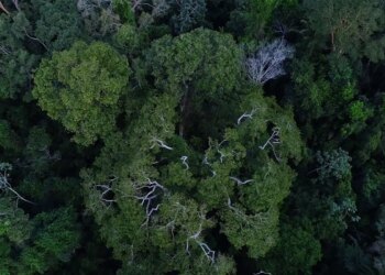 Países amazônicos defenderão fundo para preservar florestas