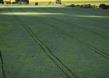 COP30: agro quer se posicionar como parte da solução, diz associação