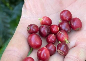 China habilita 183 empresas brasileiras a exportar café para o país