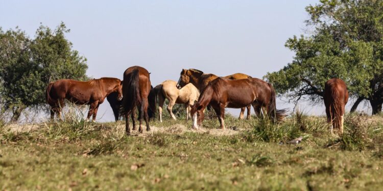Três pessoas tiveram encefalite equina venezuelana no AM, dizFiocruz