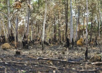 Ano de 2025 é quinto com maior área atingida por queimadas até agosto