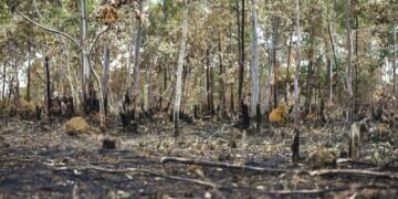 Ano de 2025 é quinto com maior área atingida por queimadas até agosto