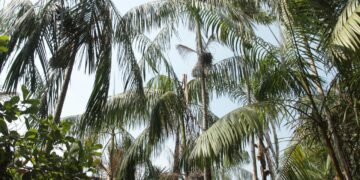 Governo de RO investe em pesquisa para potencializar a produção de açaí no estado