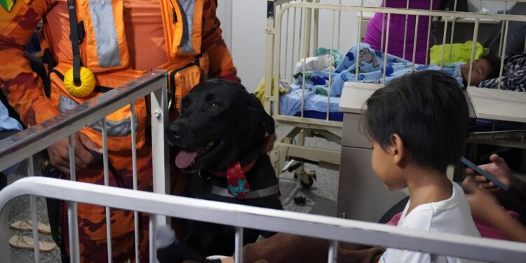 Alegria e carinho são levados a pacientes do Hospital Infantil Cosme e Damião por meio de Terapia Assistida por Animais