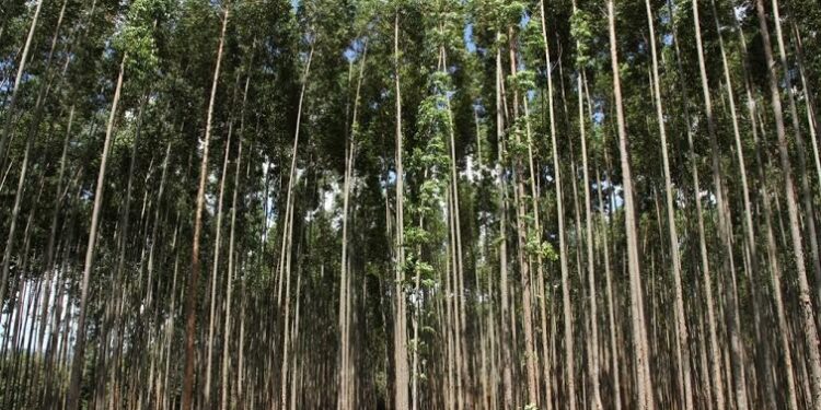 Governo de RO assume papel estratégico no enfrentamento do desmatamento da Amazônia Legal