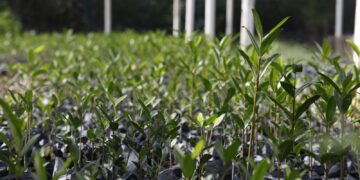 UFRJ propõe “Re-Amazonizar o Brasil” no Festival do Conhecimento 2025