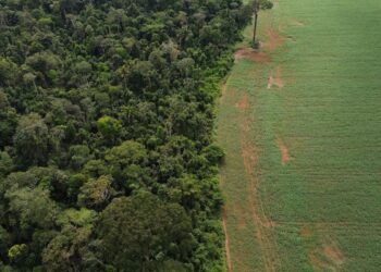Estados e DF devem padronizar Autorização de Supressão de Vegetação