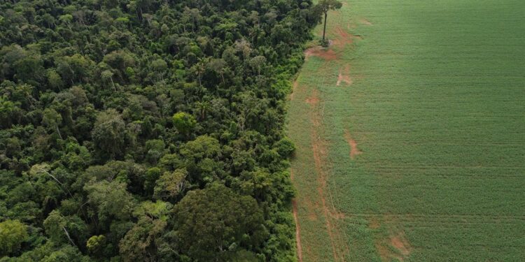 Estados e DF devem padronizar Autorização de Supressão de Vegetação