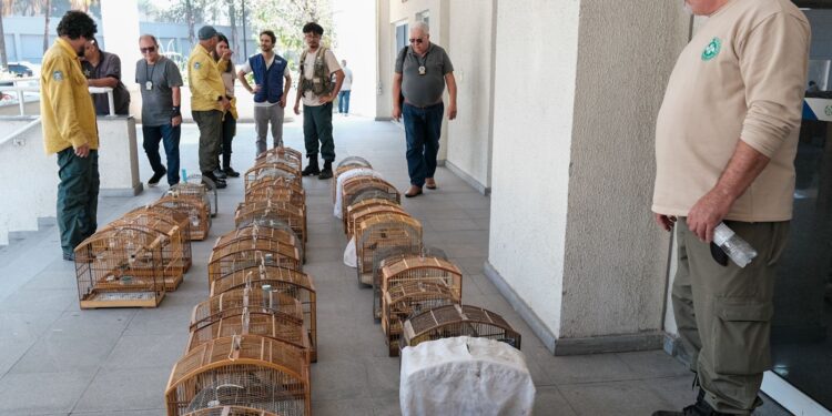 Operação no RJ resgata 700 animais silvestres e prende 45 pessoas