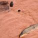 Samarco e Vale são multadas em mais de R$ 1,8 bilhão