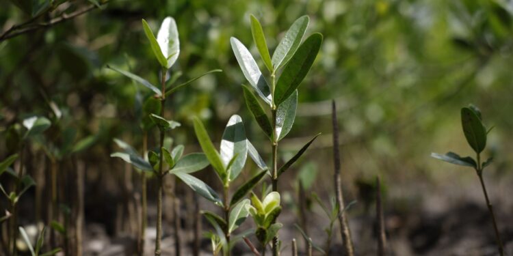 Programa Restaura Amazônia aprova 17 projetos em assentamentos