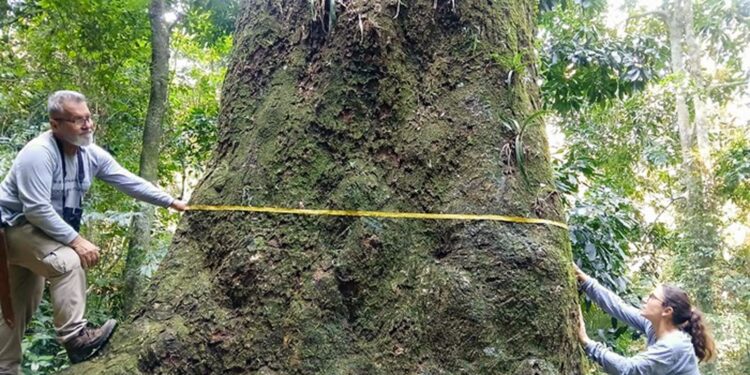 Jequitibá-rosa com cerca de 500 anos é localizado em parque no Rio