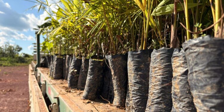 Plantio de árvores nativas em Porto Velho tem a participação de mão de obra reeducanda