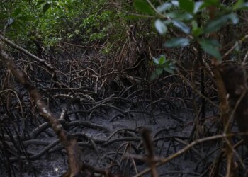 Pacto global para proteger manguezais tem adesão de 46 governos