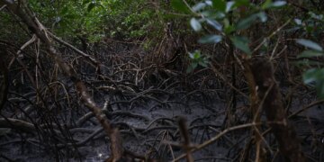 Pacto global para proteger manguezais tem adesão de 46 governos