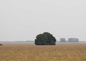 Fronteira Cerrado: o agronegócio entre desenvolvimento e destruição