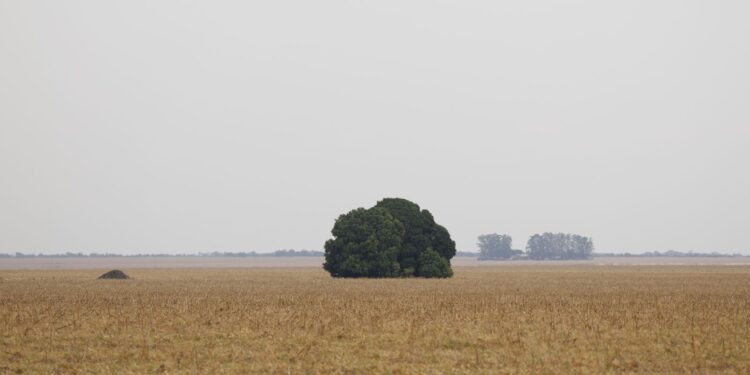 Fronteira Cerrado: o agronegócio entre desenvolvimento e destruição