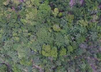 Exposição digital mostra vida nos seis biomas brasileiros