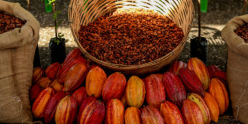 Rondônia sedia pela primeira vez o Concurso Nacional de Qualidade do Cacau
