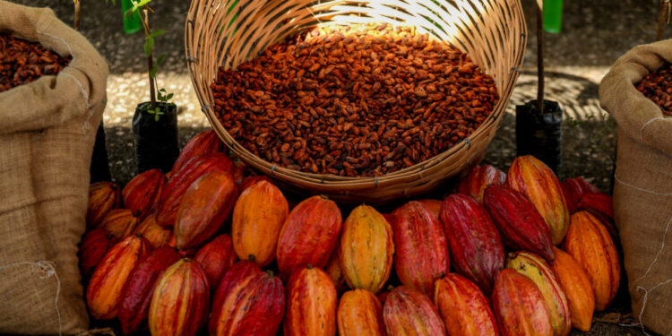 Rondônia sedia pela primeira vez o Concurso Nacional de Qualidade do Cacau