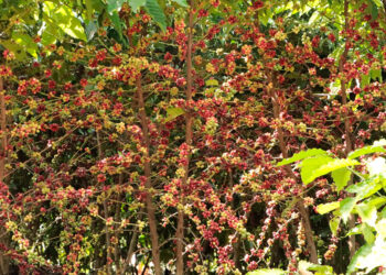 Assistência técnica e extensão rural encerra 2025 com metas executadas e valores recordes na produção cafeeira