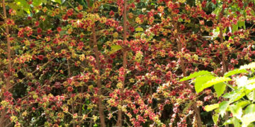 Assistência técnica e extensão rural encerra 2025 com metas executadas e valores recordes na produção cafeeira