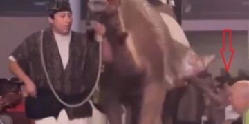 Espetáculo de Natal em igreja termina com coice de camelo em fiel