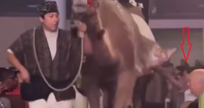 Espetáculo de Natal em igreja termina com coice de camelo em fiel