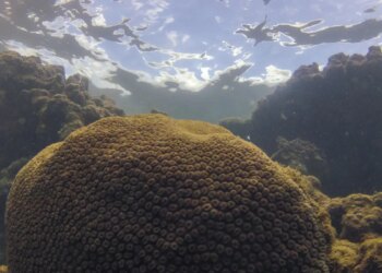 El Niño afeta ecossistema marinho no Oceano Atlântico, diz estudo