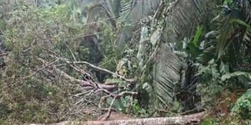 Sema age com rapidez após queda de árvores no Parque Natural Raimundo Paraguassu