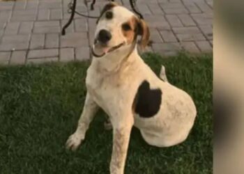 Cachorro comunitário Abacate é morto por um tiro no Paraná