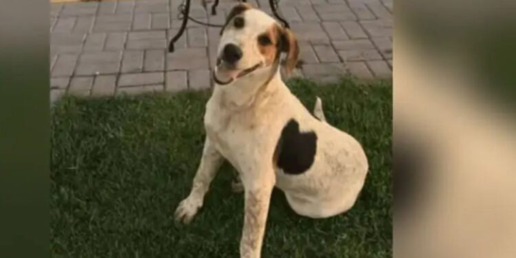 Cachorro comunitário Abacate é morto por um tiro no Paraná