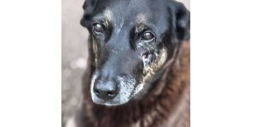 Saiba que sanções podem ser aplicadas a jovens que mataram cão Orelha