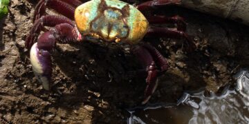 Calendário de defeso do caranguejo-uçá começa dia 18 próximo