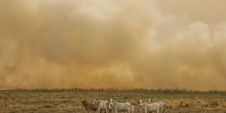 Janeiro tem número de focos de calor duas vezes maior que a média