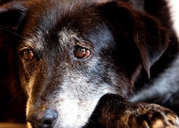 Justiça condena lojista a 5 anos de reclusão por maus-tratos a cães