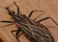 Ananindeua, no Pará, tem surto de casos da doença de Chagas