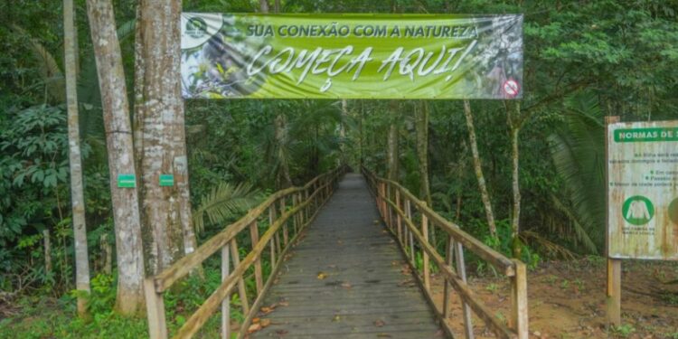 Trilha Palafitada dentro da floresta é nova atração do Parque Natural