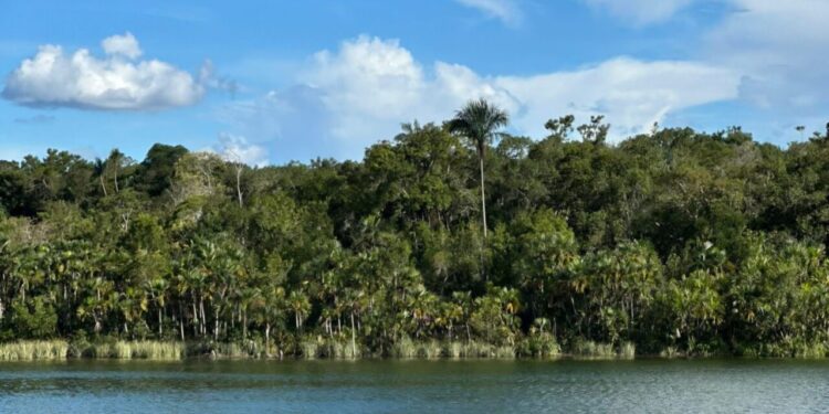 Link para requerimento de regularização ambiental é disponibilizada pelo governo de RO