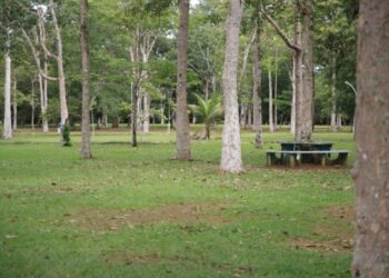 Porto Velho cria novas regras para cuidar das árvores e fauna da cidade