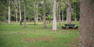 Porto Velho cria novas regras para cuidar das árvores e fauna da cidade