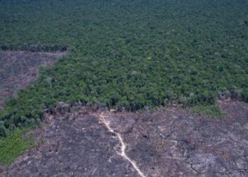 Amazônia Legal: desmatamento prevalece em torno de áreas protegidas