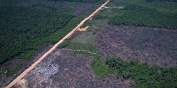 Alertas de desmatamento caem 35% na Amazônia e 6% no Cerrado