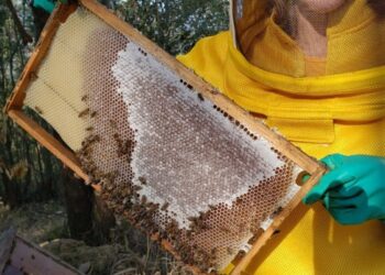 Produção de mel e criação de abelhas é fortalecido com integração regional