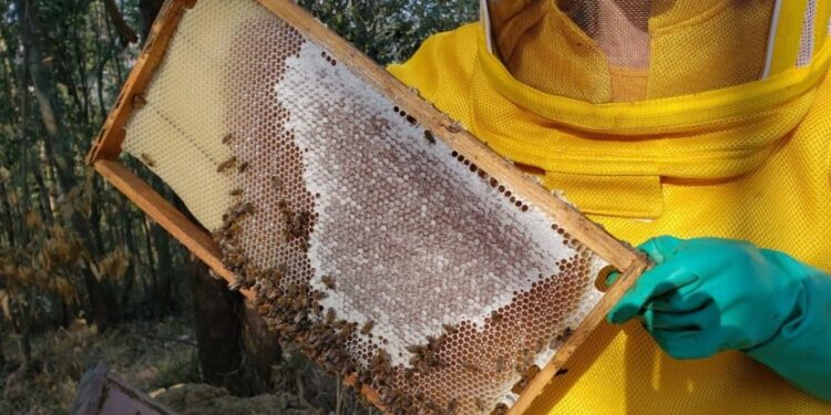 Produção de mel e criação de abelhas é fortalecido com integração regional