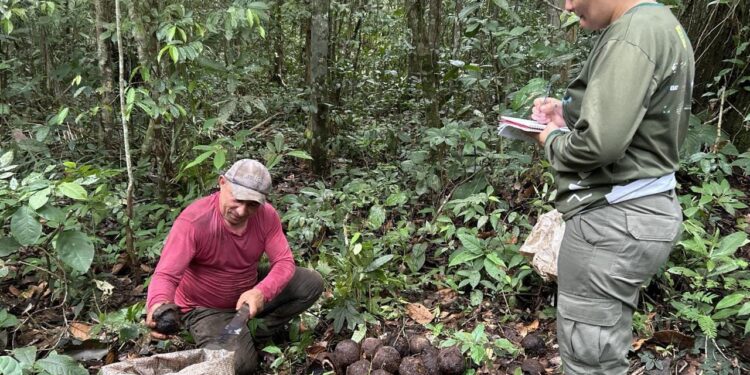 Castanha-da-Amazônia fortalece economia durante a safra 2026 nas Reservas Extrativistas de Rondônia