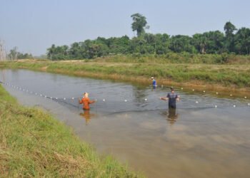Programa de microcrédito rural impulsiona produção e renda de agricultores familiares em Rondônia