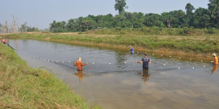 Programa de microcrédito rural impulsiona produção e renda de agricultores familiares em Rondônia