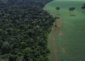 Brasil reduz em 42% perdas florestais em 2025, aponta estudo
